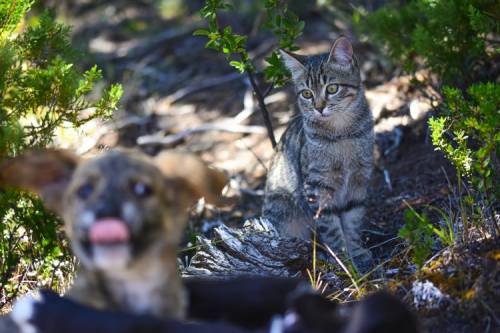 Kedi ve Köpeklerde Stres Kaynakları Nasıl Azaltılır