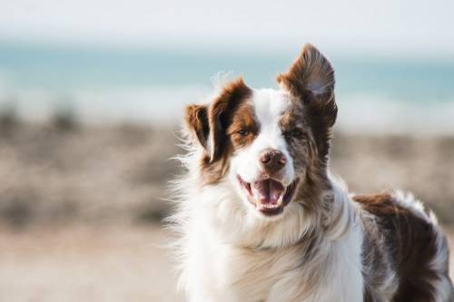 Köpeklerde Stres Kaynakları Nasıl Azaltılır