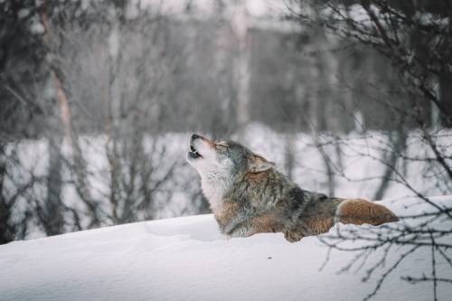 KÖPEKGİLLERİN EN İRİSİ KURTLAR