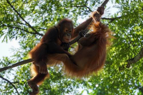 Orangutanların Yaşamları Nasıldır