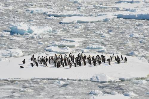 Penguenlerin Yaşamı